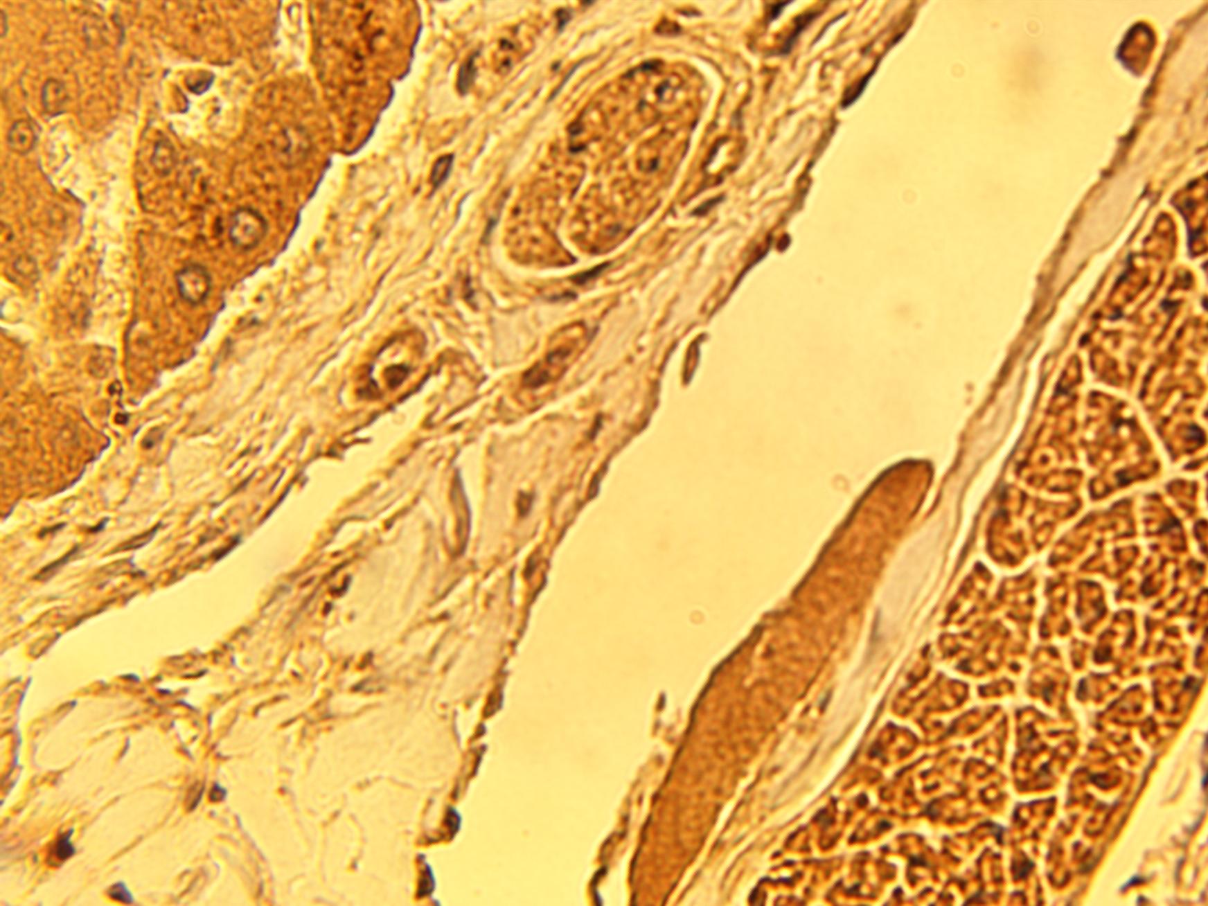 Immunohistochemical staining of normal human liver tissue using CERT antibody (Cat. No. X2379P) at 15 µg/ml